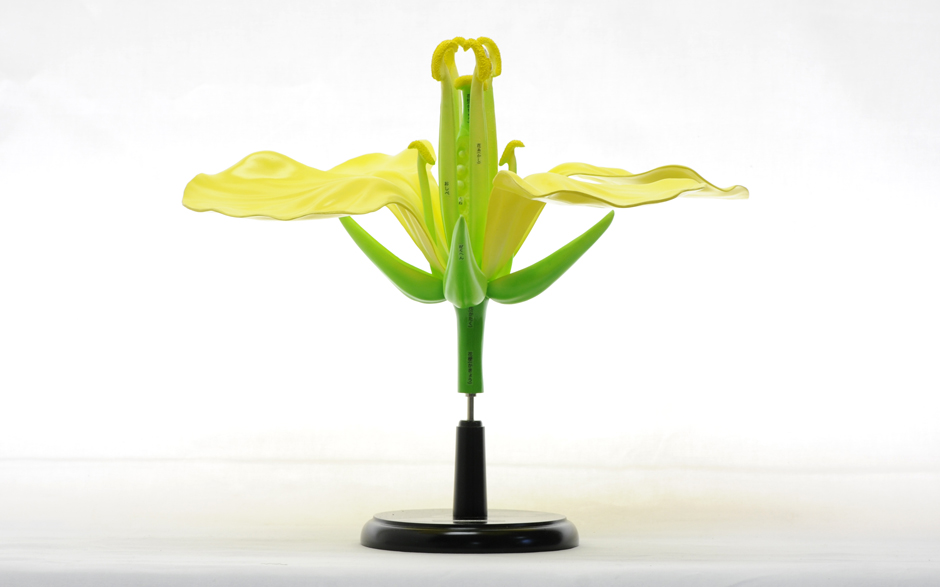 市販 鈴盛オンラインショップ裸子植物 松の雌雄花 模型 上野科学社 130-030-01